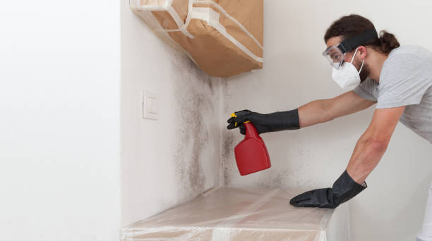 Professional Attic Mold Remediation technician working in Carrollton, KY